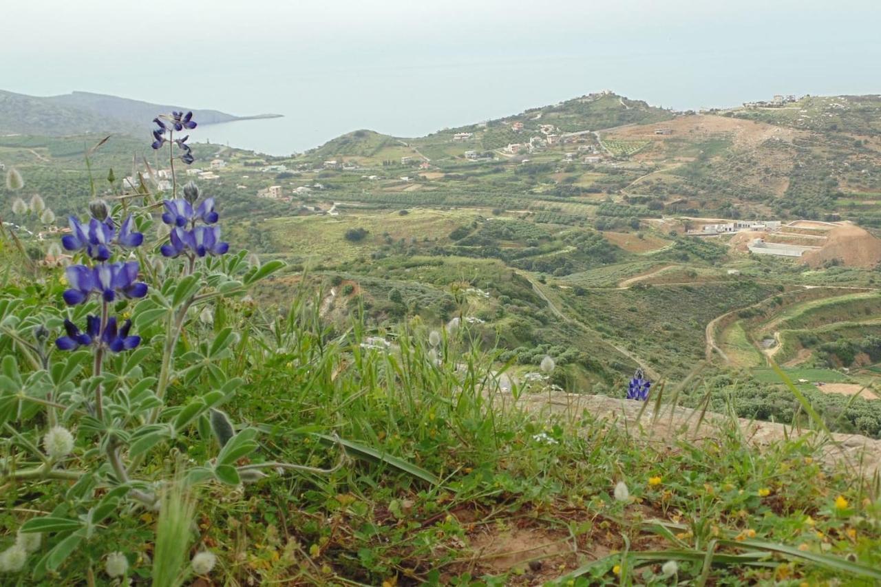 Olenia Residence Αγία Πελαγία  Εξωτερικό φωτογραφία
